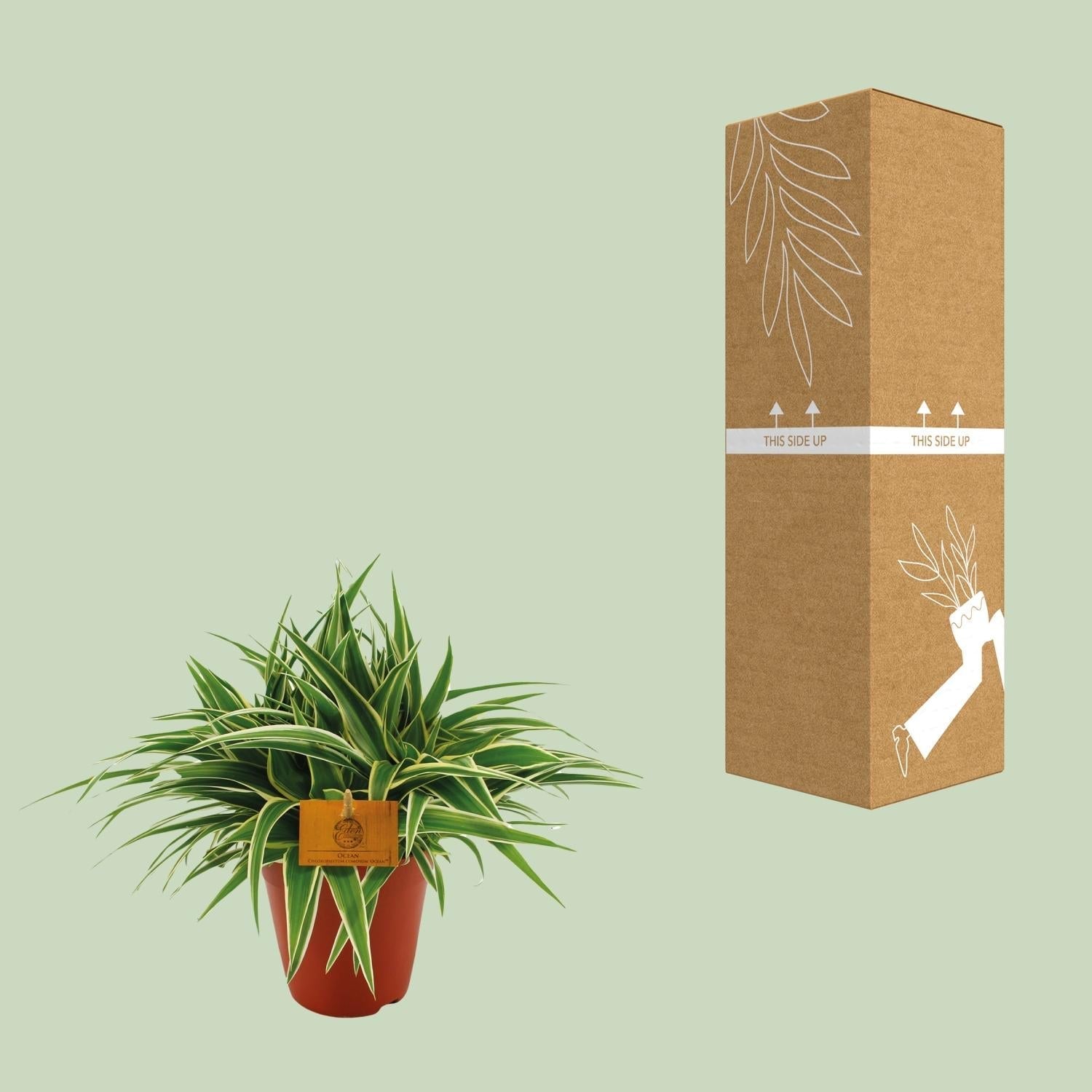 Grünlilie – Chlorophytum Ocean – Zimmerpflanze – Ø15cm – ↕25cm – Pflegeleichte Spinnenpflanze mit langen, grünen Blättern – Plant