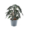 Alocasia Bambino Arrow – Zimmerpflanze – Ø14cm ca. 40cm hoch – Exotische Pfeilblattpflanze – Kompakt & dekorativ – Für helle Innenbereiche