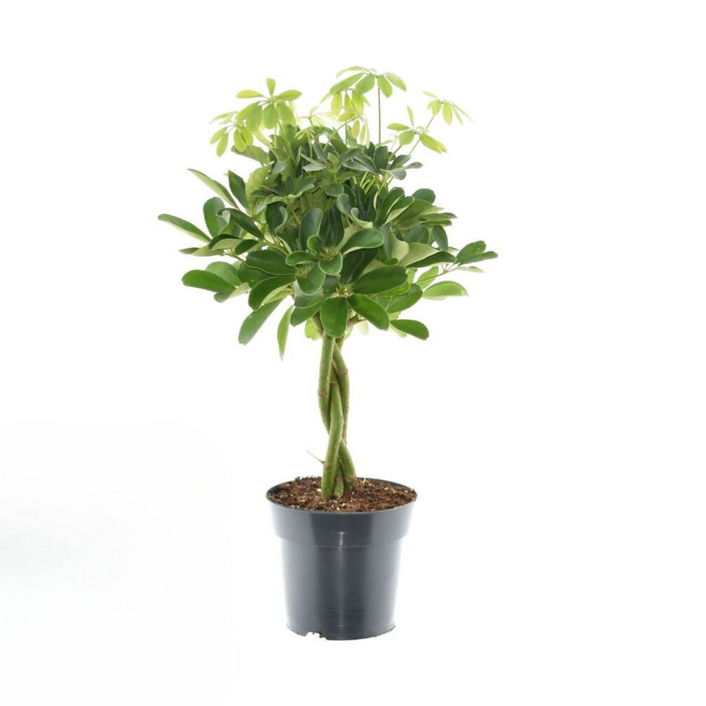Schefflera Compacta 'Nora' – Zimmerpflanze – Ø17cm – ↕60cm – Kompakte Strahlenaralie – Pflegeleicht & luftreinigend – Für Zuhause & Büro – Plant