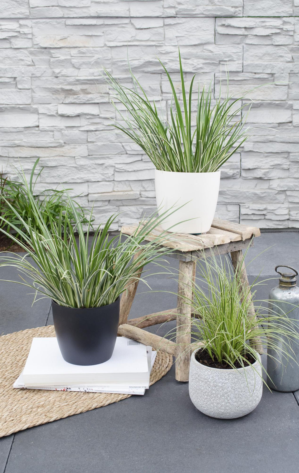 Acorus gramineus 'Argenteostriatus' – Immergrünes Ziergras mit gelbgrünen Streifen – Ø14cm – 30cm hoch – Ideal für feuchte Standorte & Uferbereiche – Plant