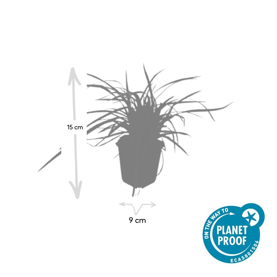 Goldrand Segge Carex morrowii 'Aureovariegata' – ↕10-25cm – Ø9cm – Immergrünes Ziergras & Bodendecker – Winterhart & pflegeleicht – Plant