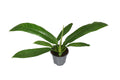 Philodendron Campii – Zimmerpflanze – Ø14cm – ↕40cm – Exotische Blattschmuckpflanze mit schlankem Wuchs – Pflegeleicht & luftreinigend