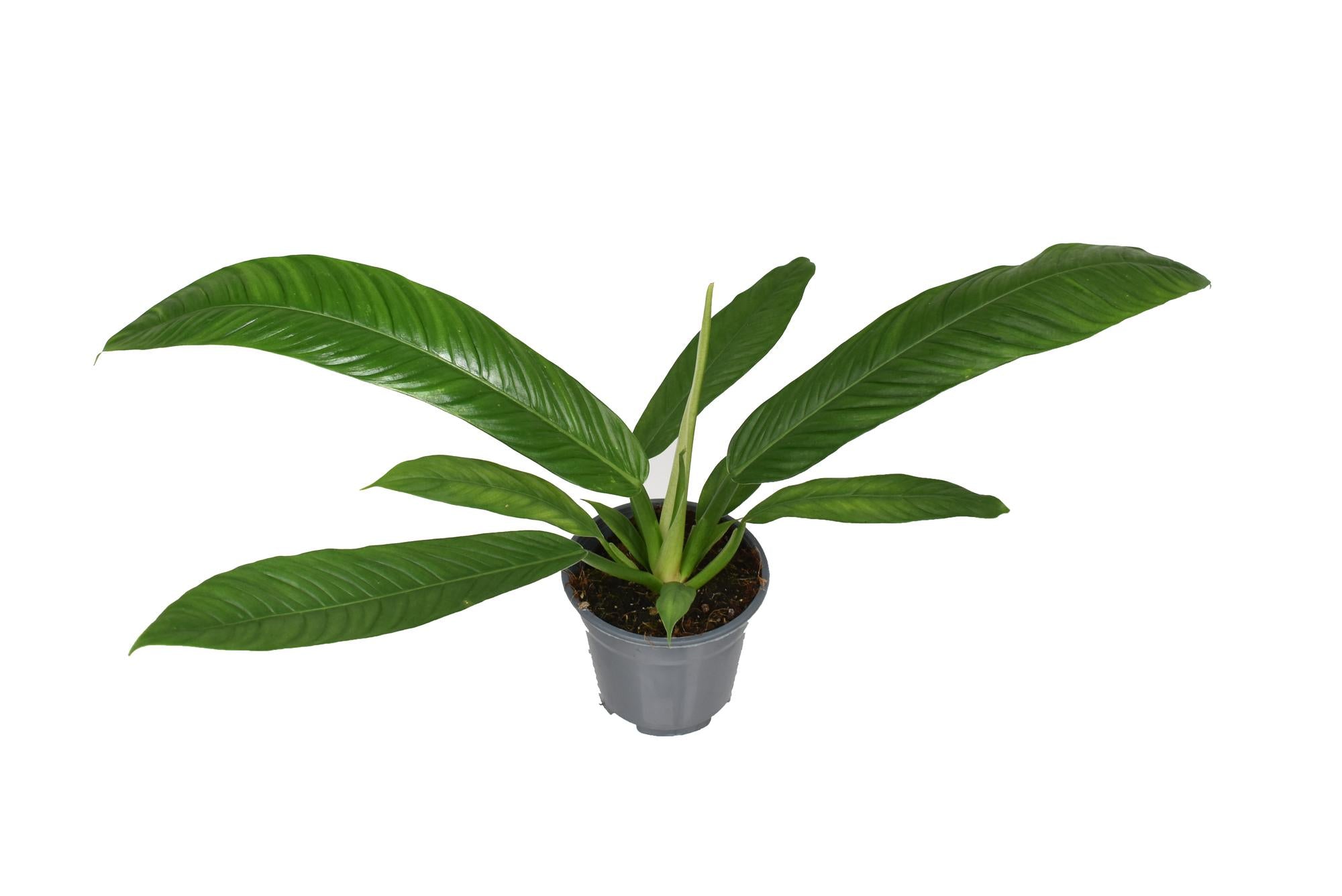 Philodendron Campii – Zimmerpflanze – Ø14cm – ↕40cm – Exotische Blattschmuckpflanze mit schlankem Wuchs – Pflegeleicht & luftreinigend