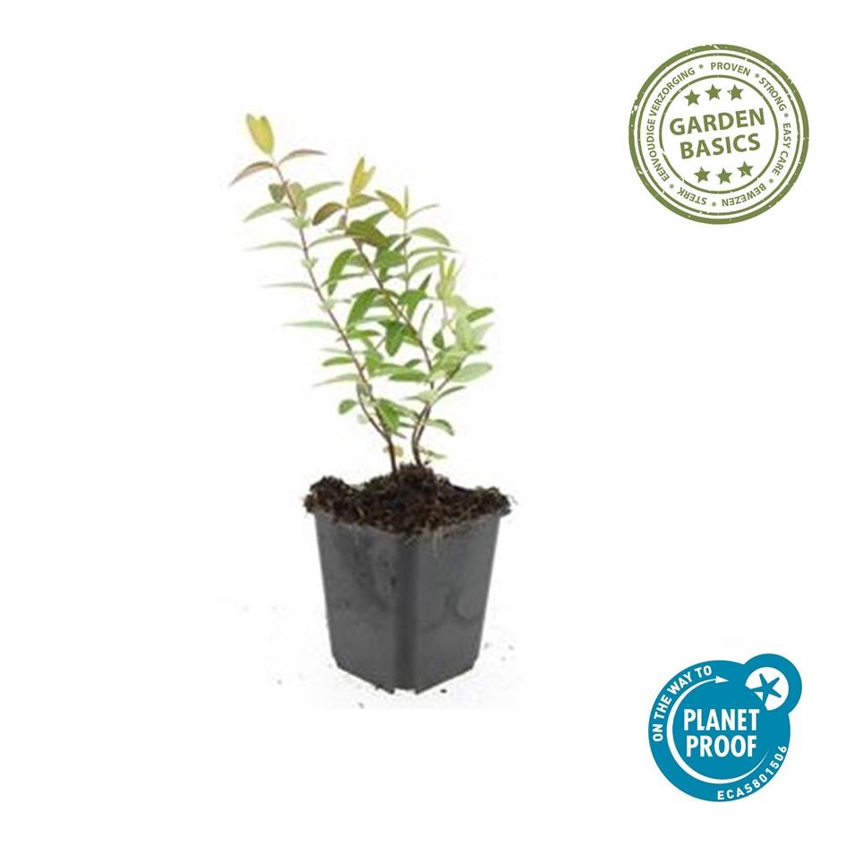 Hypericum Hidcote – Großblumiges Johanniskraut – Ø9cm – Höhe 10-25cm – Immergrüner Strauch mit gelben Blüten – Plant