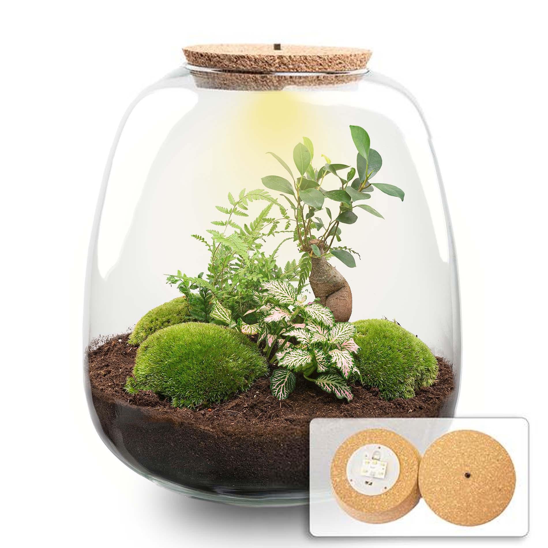 Flaschengarten Emma – Bausatz mit LED – Korkdeckel – Ø23cm ↕25cm – DIY Pflanzenterrarium mit Ficus Bonsai, Farn & Fittonia Pink – Ökosystem aus Glas – Plant