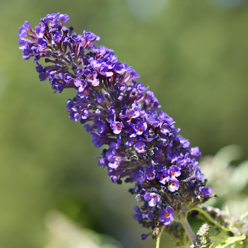 Schmetterlingsstrauch Buddleja davidii Purple Emperor – Blüte Lila – Schmetterlingsanziehend – 17cm Höhe 25cm – Pflegeleicht & Sonnentolerant – Plant