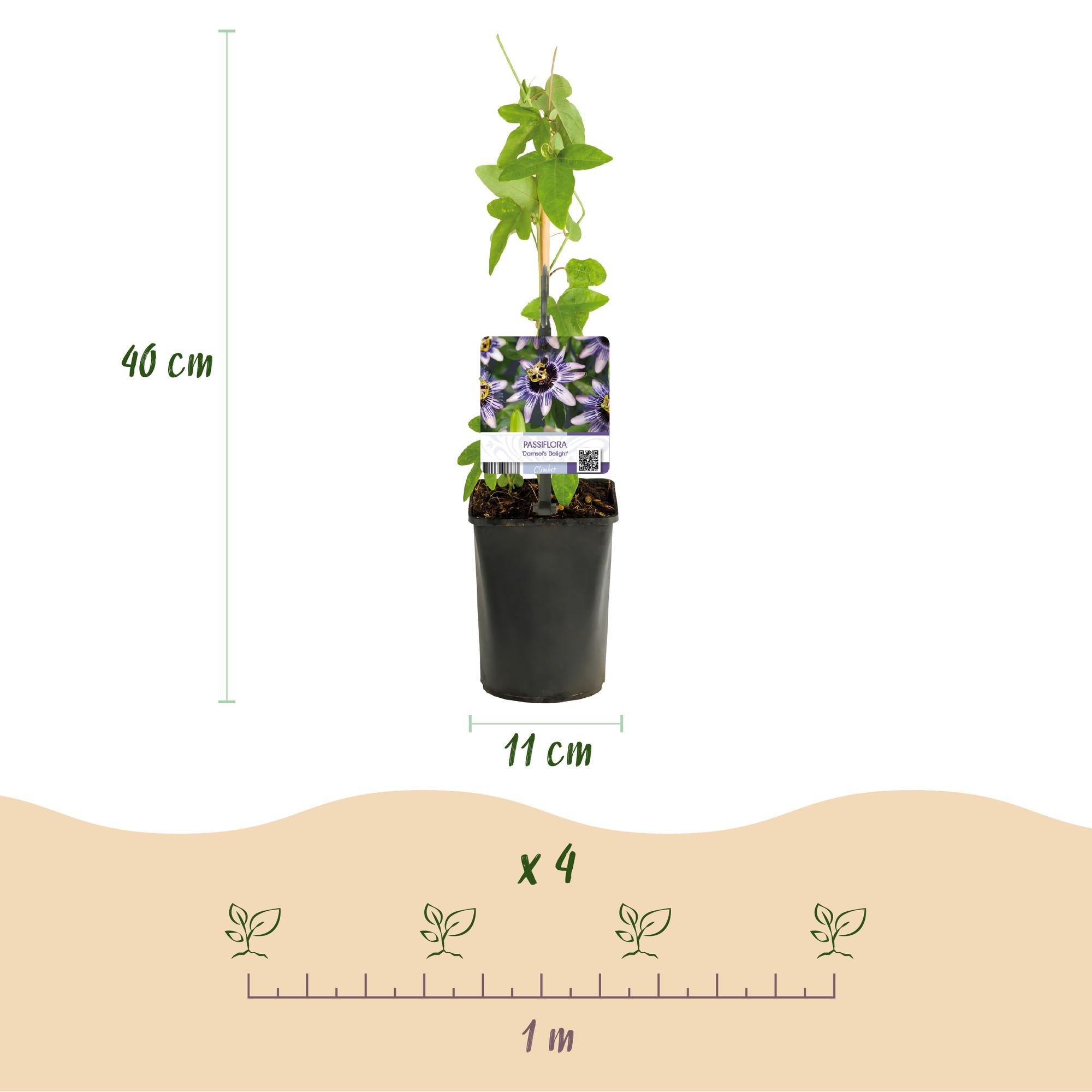 Passionsblume Passiflora Rainbow – 4 Pflanzen 11cm – ca. 40cm hoch – Exotische Kletterpflanze mit rosa, weißen & lila Blüten – Plant