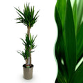 Palmlilie Yucca Elephantipes – 170cm – 27cm – Pflegeleichte, robuste Palmlilie mit langen, schmalen Blättern – Großwüchsige Zimmerpflanze für Wohn – Plant