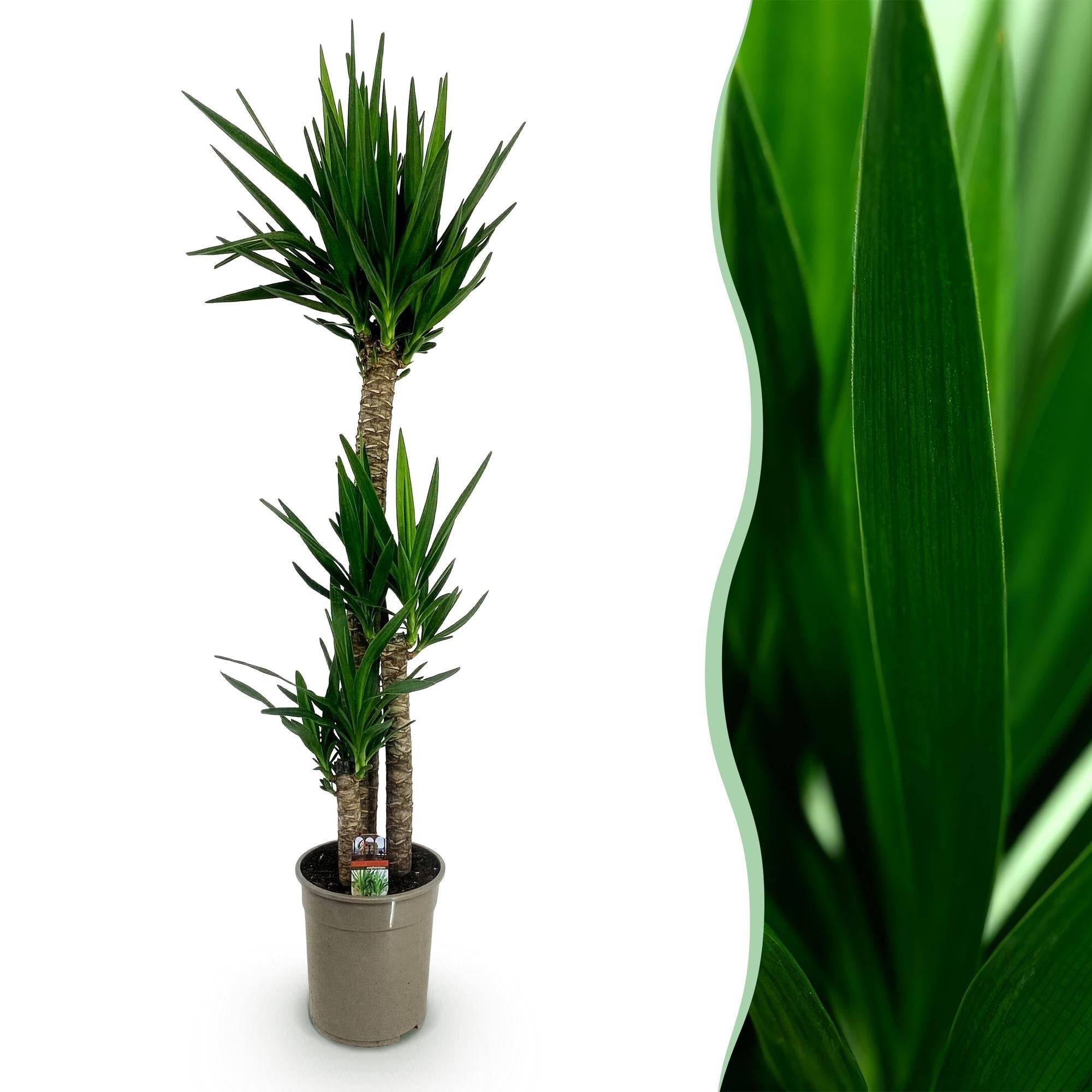 Palmlilie Yucca Elephantipes – 170cm – 27cm – Pflegeleichte, robuste Palmlilie mit langen, schmalen Blättern – Großwüchsige Zimmerpflanze für Wohn – Plant
