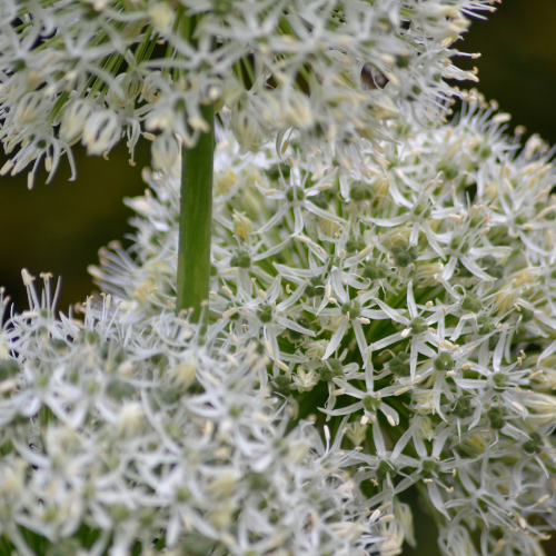 Allium 'White Giant' – Zierlauch Blumenzwiebeln – 5 Zwiebeln – Riesige weiße Kugelblüten – Winterharte Staude für Beet & Rabatte – XXL-Zwiebeln für sonnige Standorte – Plant