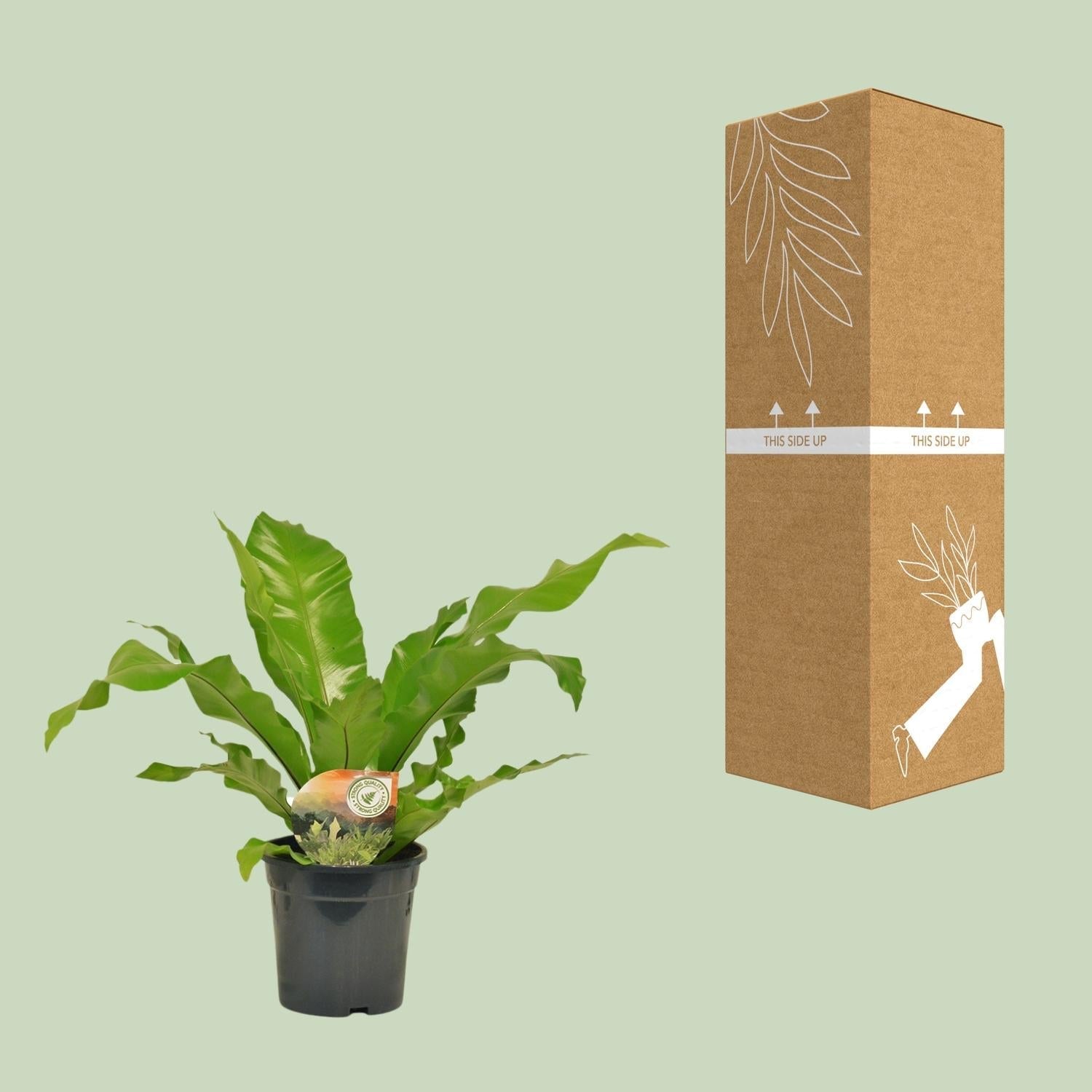 Nestfarn Asplenium Nidus – Ø17cm – Höhe 60cm – Pflegeleichte Zimmerpflanze mit dekorativen Farnwedeln – Plant