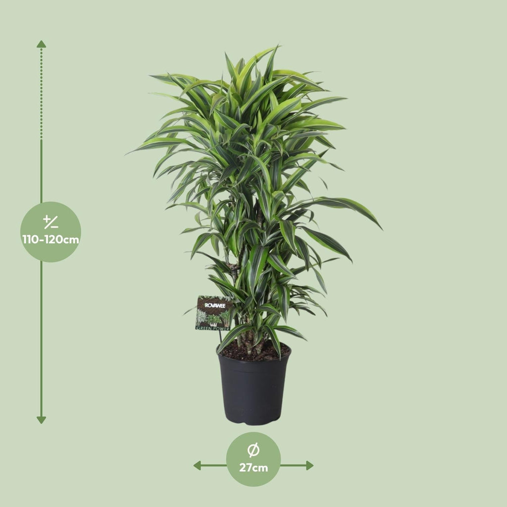 Drachenbaum Dracaena Fragrans 'Lemon Lime' – Zimmerpflanze – Ø27cm – Ca. 120 cm hoch – Pflegeleichte Grünpflanze mit auffällig grün-gelben Blättern & roten Rändern – Plant