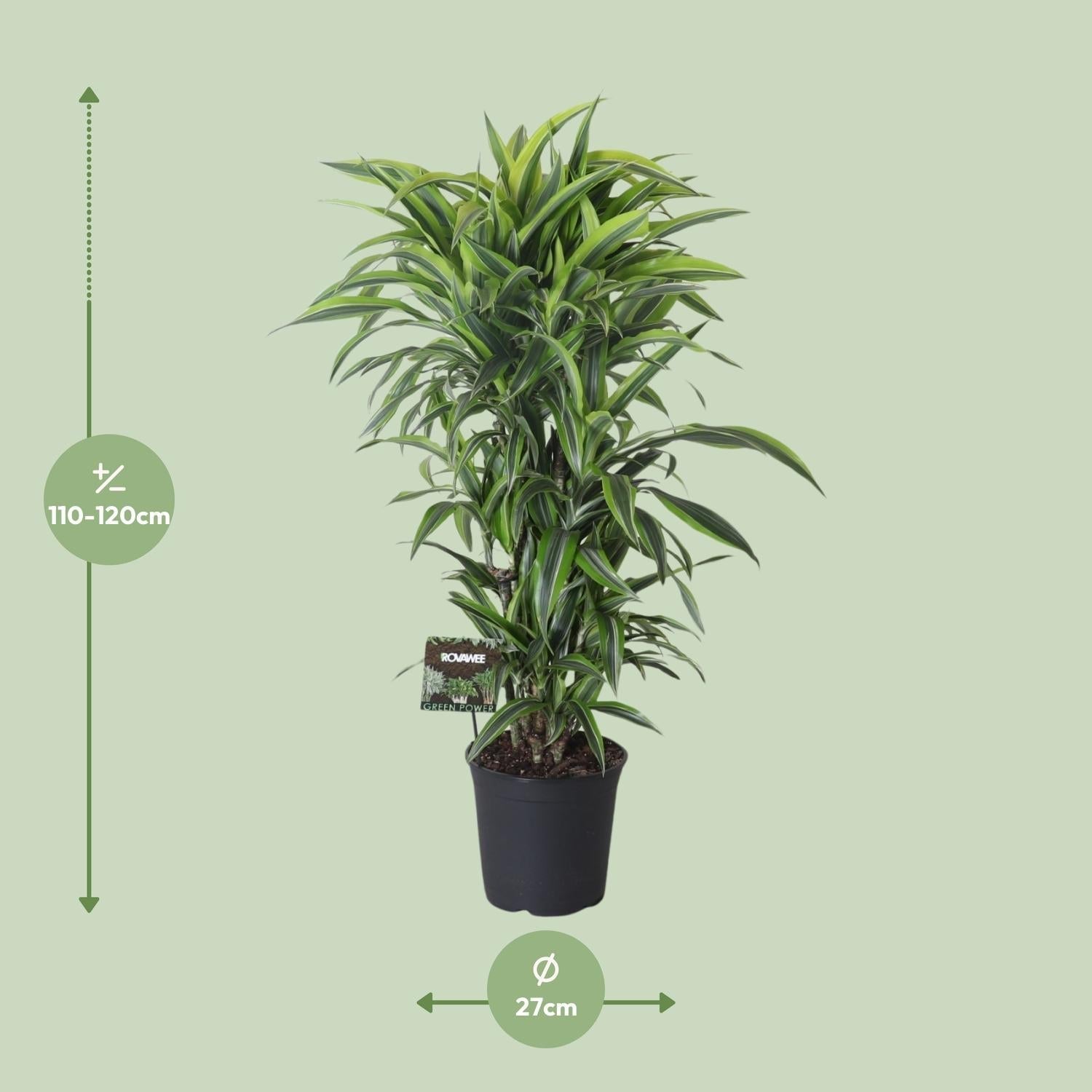Drachenbaum Dracaena Fragrans 'Lemon Lime' – Zimmerpflanze – Ø27cm – Ca. 120 cm hoch – Pflegeleichte Grünpflanze mit auffällig grün-gelben Blättern & roten Rändern – Plant