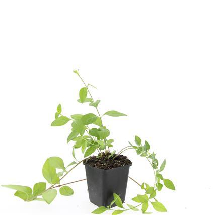 Großblättriges Immergrün Vinca major 'Alba' – Bodendecker – Ø9cm – ↕10-25cm – Weiße Blüten – pflegeleicht – Plant