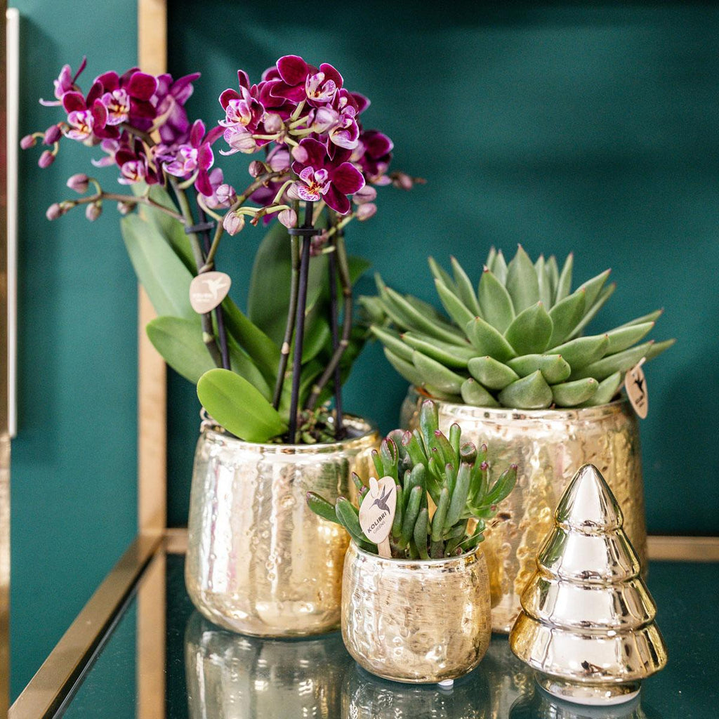 Luxuriöser Blumentopf Gold – Keramik Ziertopf Ø9cm – Glänzender Pflanzkübel für Zimmerpflanzen – Edler Deko – Übertopf in Gold – Plant