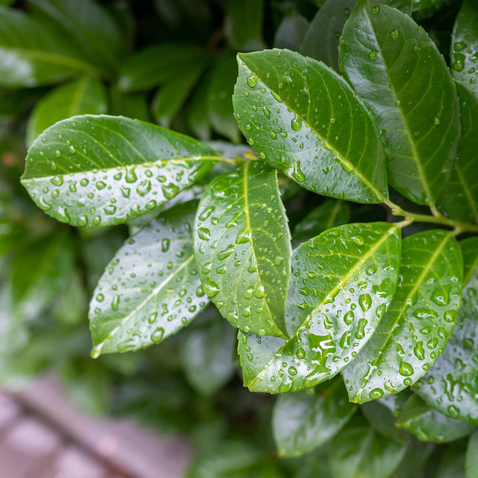 Kirschlorbeer – Prunus laurocerasus Etna – Stamm – Pflanze – Immergrün – Höhe ca. 90cm – Topf Ø19cm – Pflegeleicht – Für Terrasse, Balkon & Garten – Plant