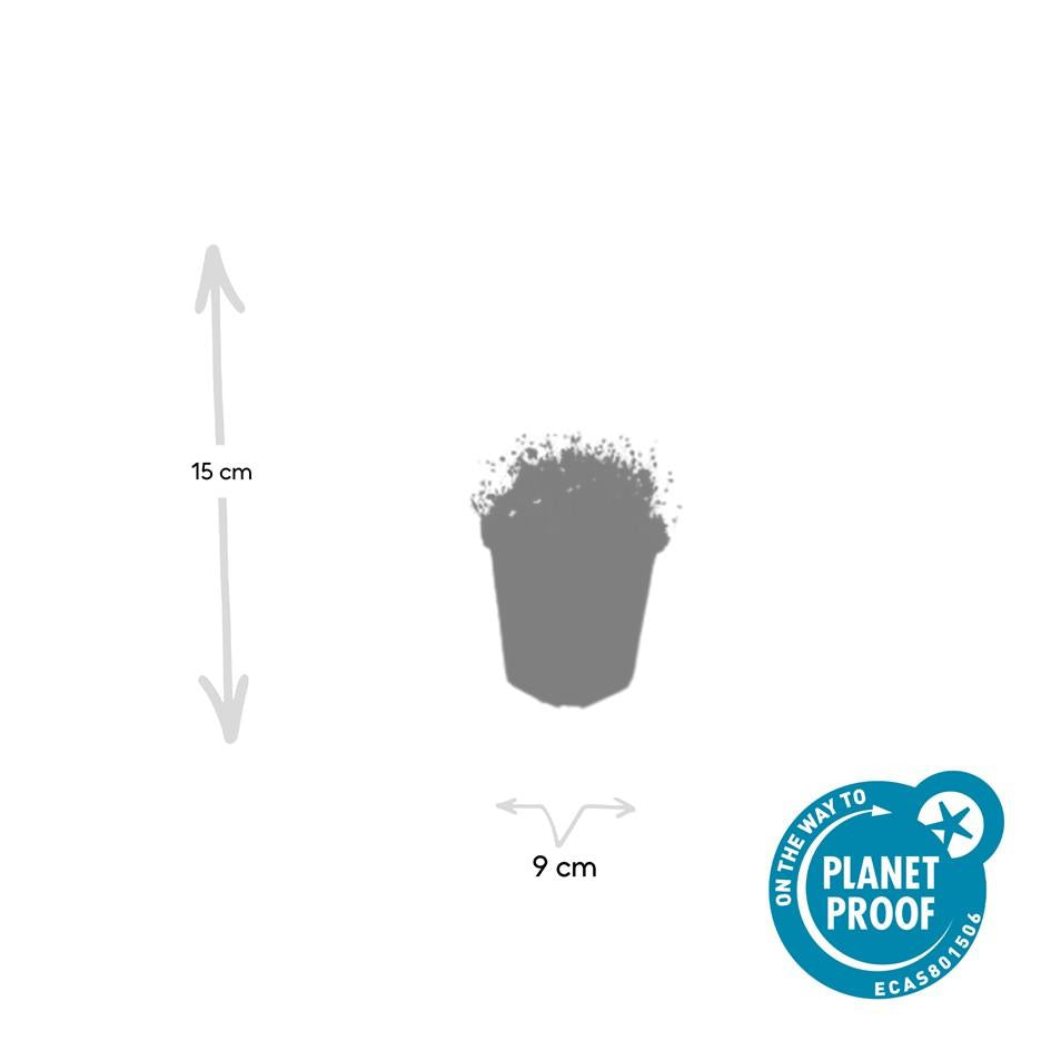 Sagina subulata Irisches Moos – Bodendecker Set Ø9cm – Immergrün & trittfest – Pfriemen Mastkraut für Fugen, Steingarten & Rasenersatz – Plant