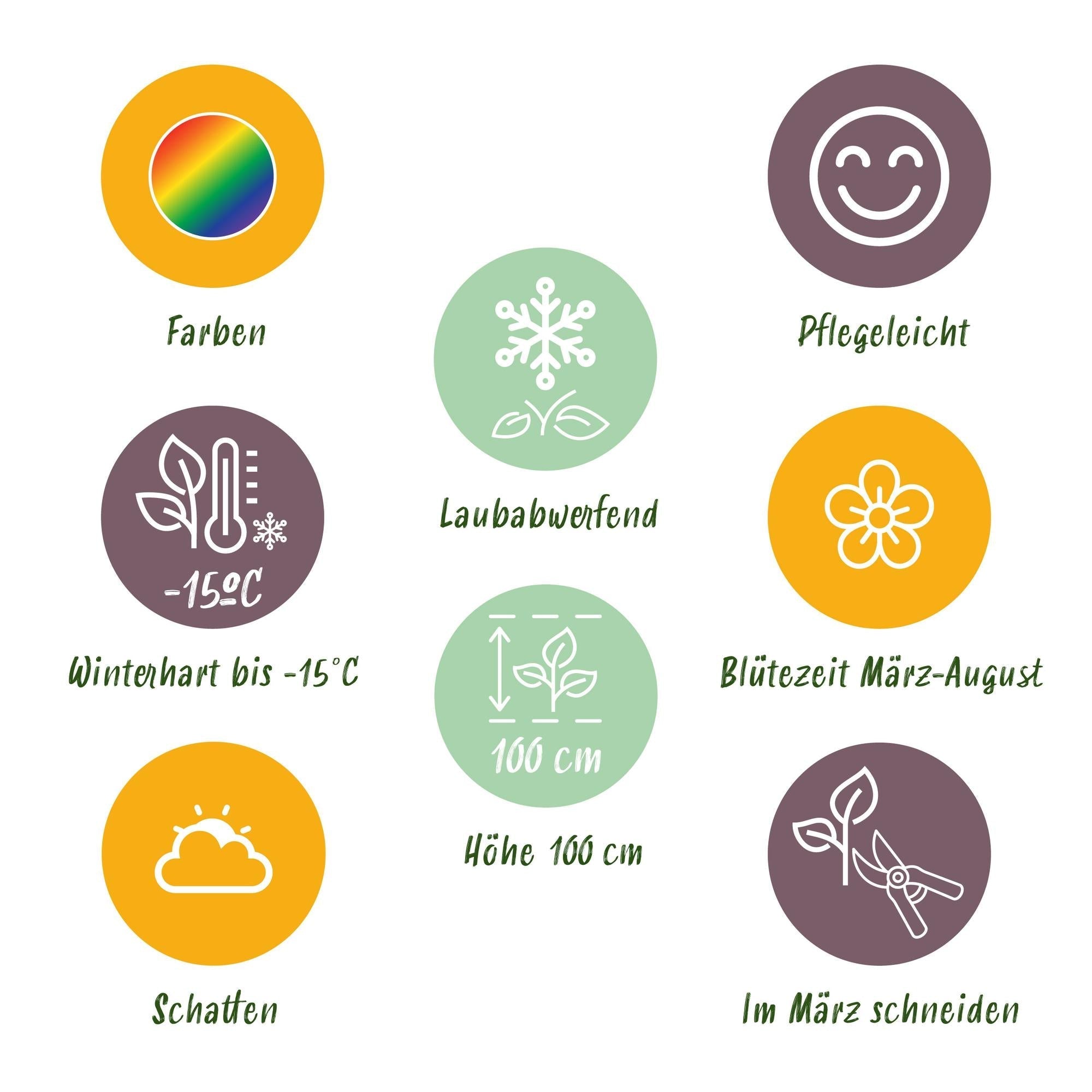 Staudenset – Schatten – 6 schattenverträgliche Stauden – Für 1m² Beet – Verschiedene Farben – Pflegeleicht – Ø11cm – Plant