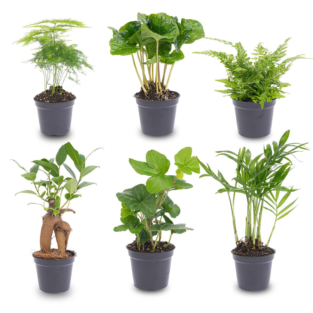 Pflanzenset Grün – 6 Zimmerpflanzen Ø6cm – Mix aus Asparagus, Coffea Arabica, Farn, Ficus Ginseng, Efeu & Bergpalme – Plant