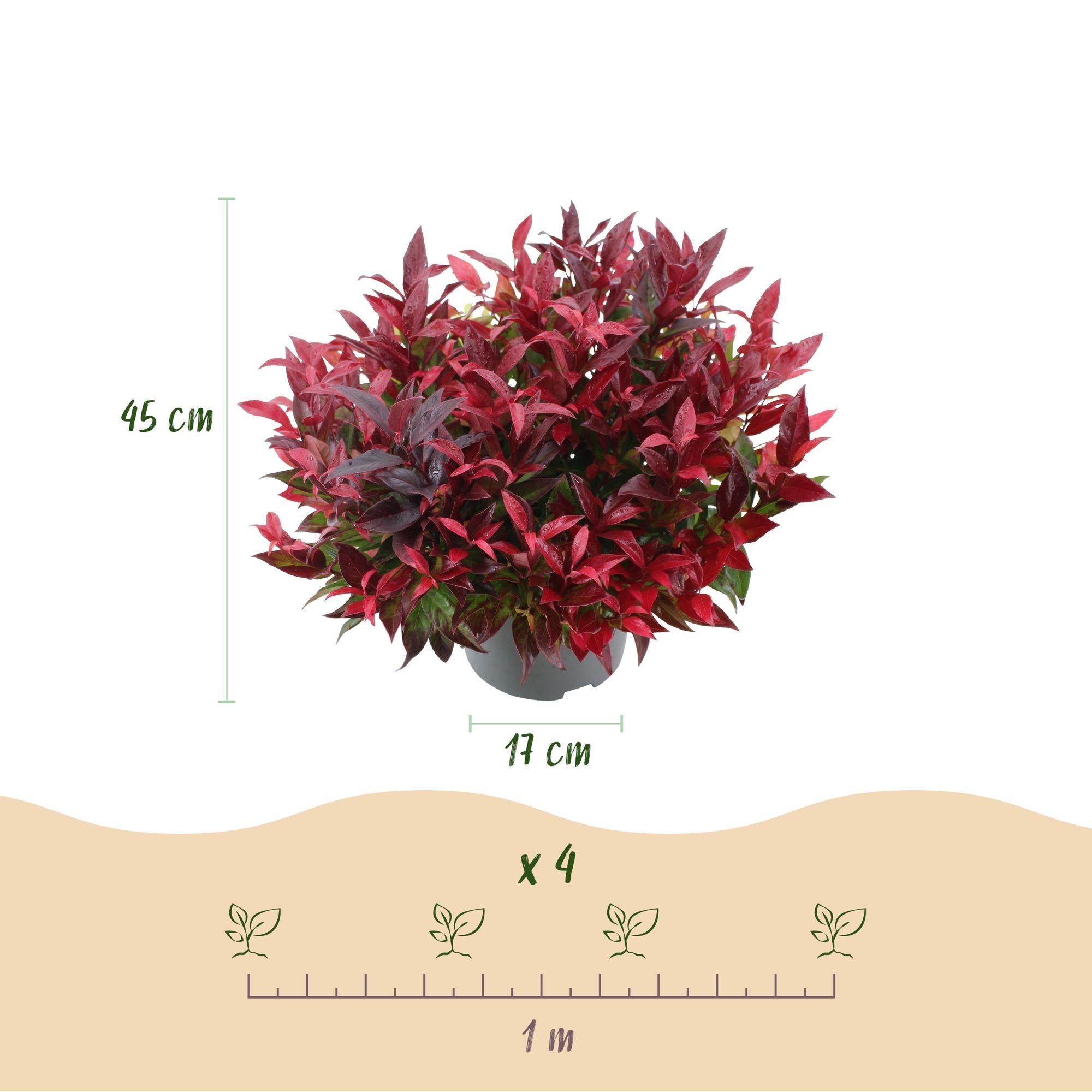Traubenheide Leucothoe Zeblid – 17cm Höhe ca.45cm – Immergrün & farbintensiv – Rotes Laub – Pflegeleichter dekorativer Zierstrauch – Plant