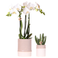 Pflanzenset Bamboo Weiß – weiße Amabilis Orchidee Ø9cm + Grünpflanze inkl. Keramik – Übertöpfe – blühende Zimmerpflanze frisch vom Züchter