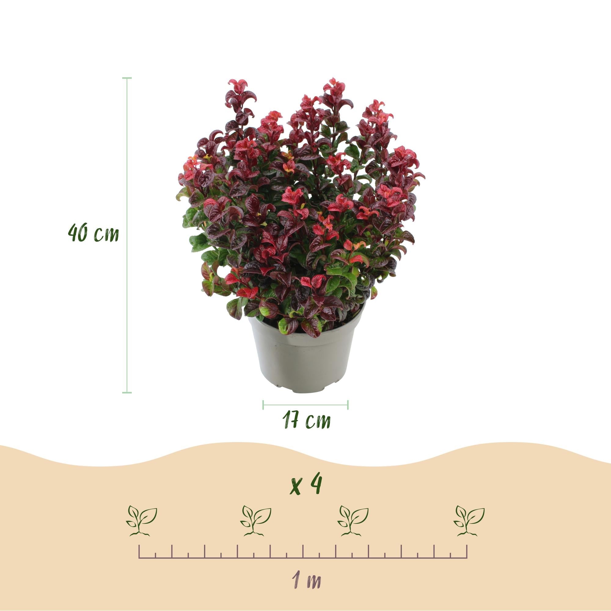 Traubenheide Leucothoe Curly Gold – 17cm Höhe ca.40cm – Immergrün & farbintensiv – Goldgelbes lockiges Laub für Beet Balkon Terrasse – Pflegeleichter dekorativer Zierstrauch – Plant