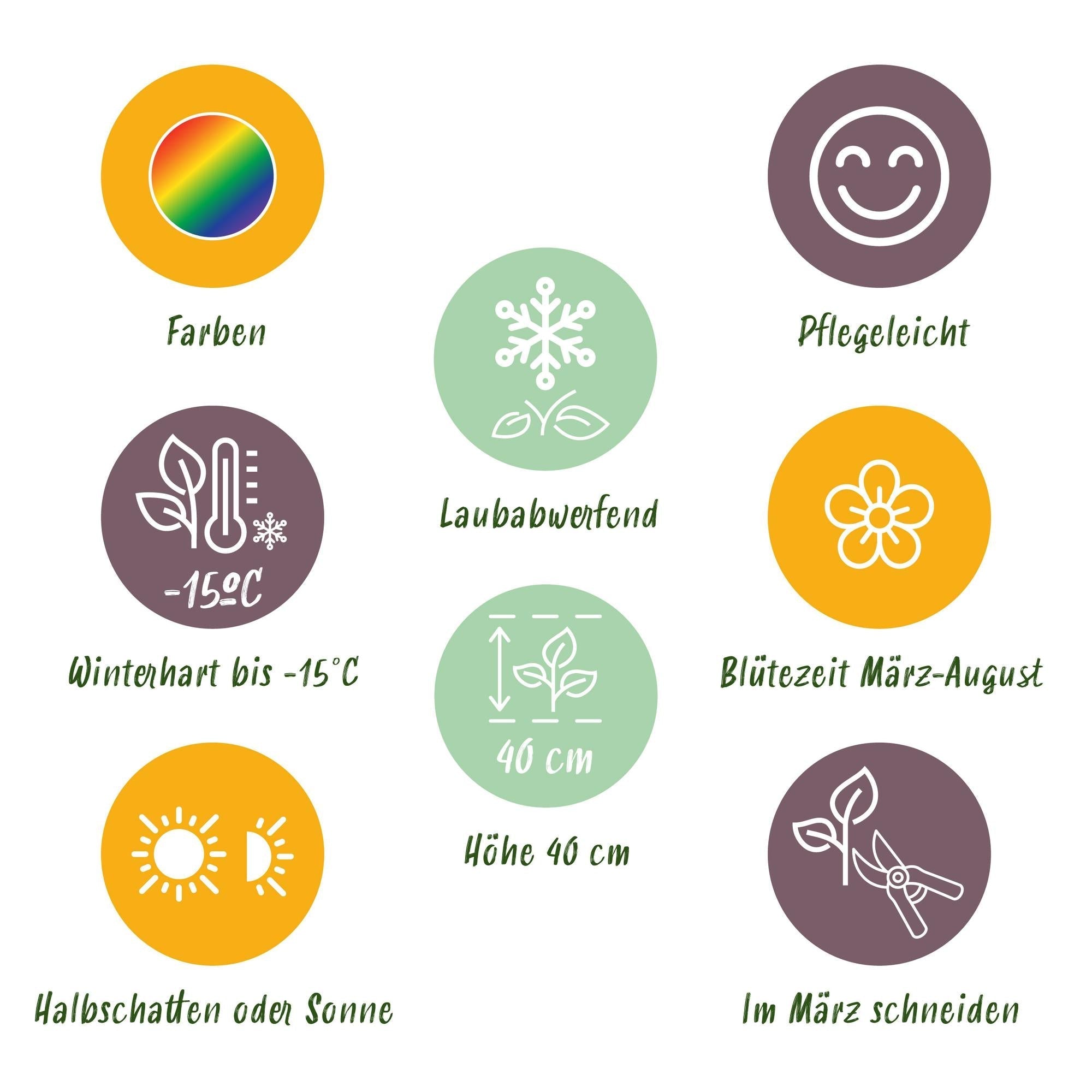 Staudenset – Bodendecker – 24 Stauden für 3m² – Bunte Blühpflanzen – Pflegeleicht – Unkrauthemmend – Für sonnige Standorte – Ø11cm – Plant