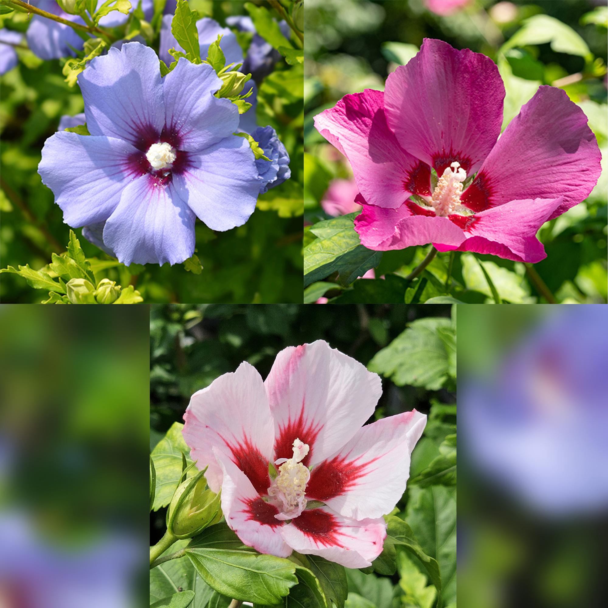 Hibiscus syriacus Tricolour – Blühende Stamm – Pflanze mit dreifarbigen Blüten – Laubabwerfend & pflegeleicht – Ø19cm – Höhe ca. 90cm – Plant