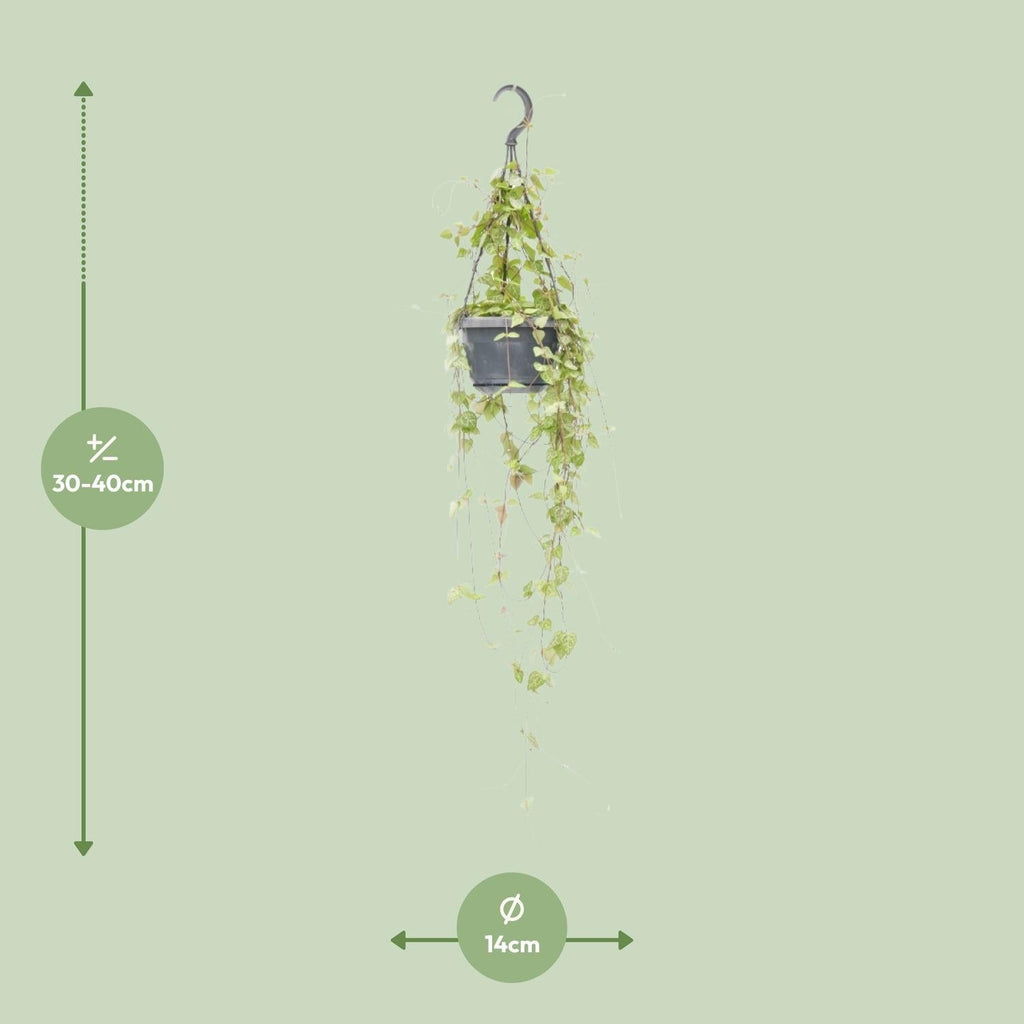 Leuchterblume – Ceropegia linearis 'Iris' – Zimmerpflanze – Ø14cm – ↕38cm – Hängende Sukkulente mit herzförmigen Blättern – Pflegeleicht & dekorativ – Plant