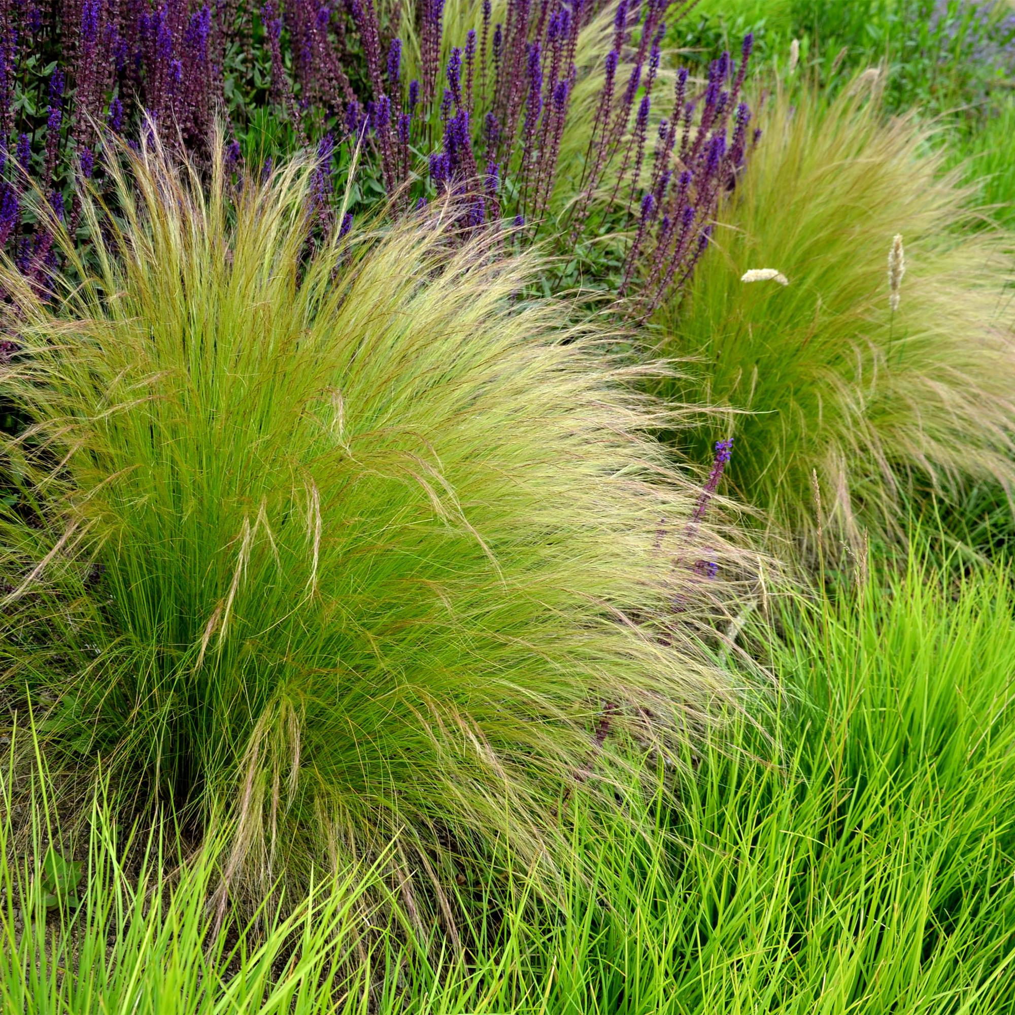 Ziergras Federgras Stipa tenuifolia Pony Tails – Immergrün & winterhart – Höhe ca. 50cm – 17cm – Luftiges Ziergras für Beet & Kübel – Plant