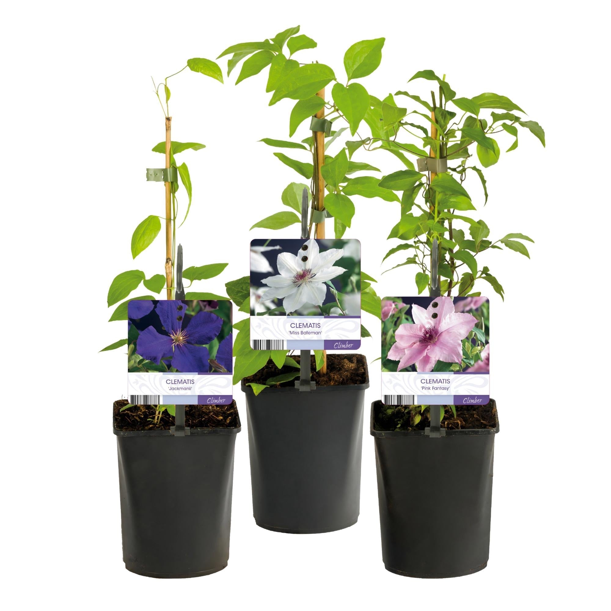Kletterpflanze Clematis Tricolour – Mehrfarbige Blüten Rosa Weiß Lila – Wenig Pflege – 3 Pflanzen – 11cm Höhe 40cm – Für Garten, Balkon & Pergolen – Plant