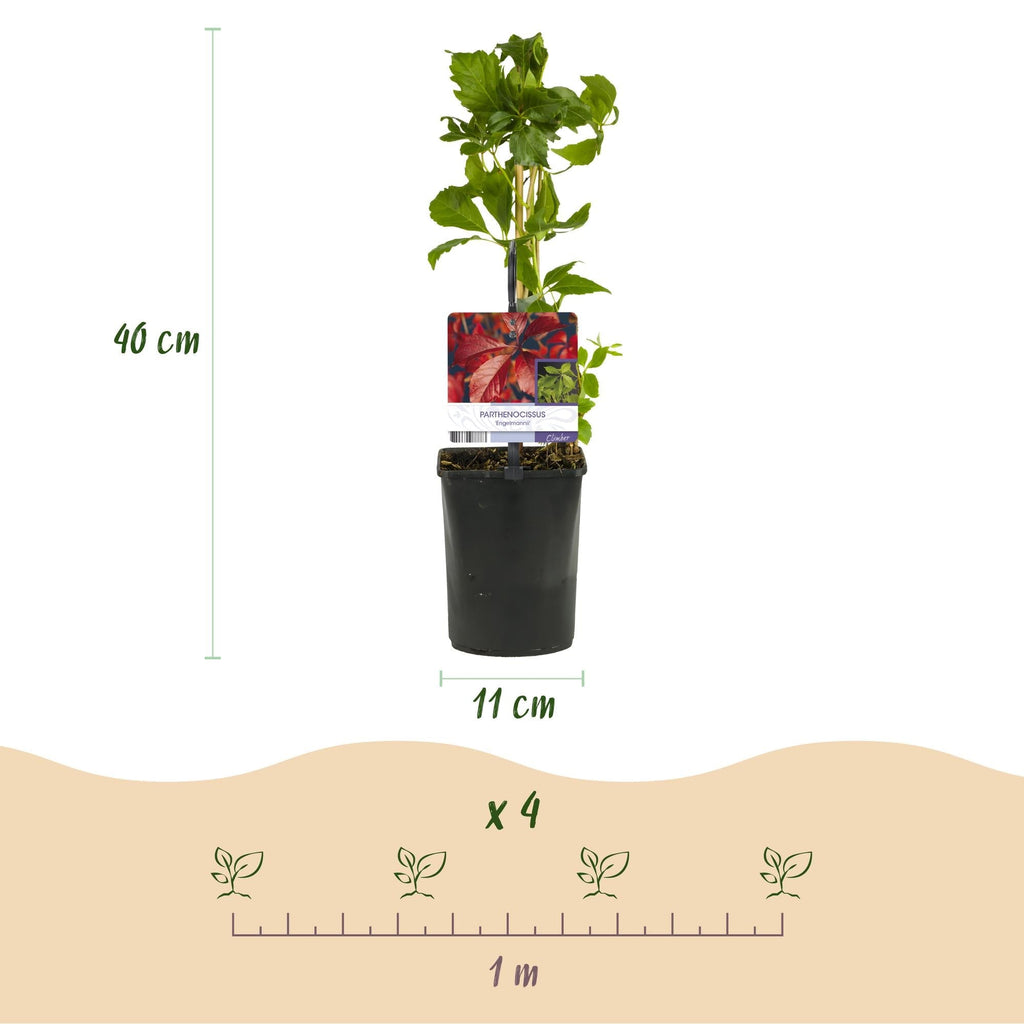 Selbstklimmender Mauerwein Parthenocissus Engelmannii – Kletterpflanze mit grünen & roten Blättern – 2 Pflanzen – 11cm x H40cm – Pflegeleicht – Plant