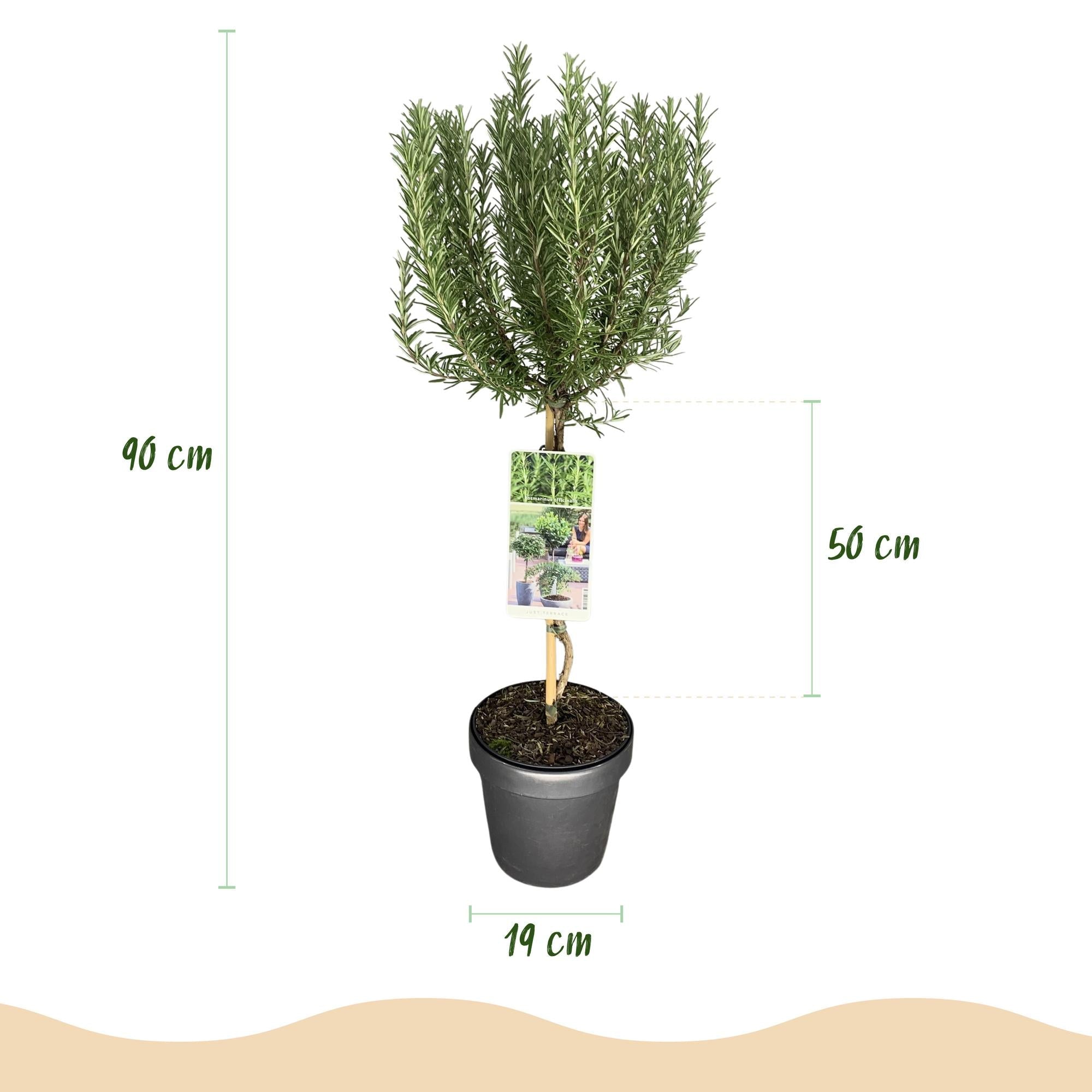 Rosmarin Rosmarinus officinalis – 19cm Höhe ca.90cm – Immergrün & winterhart – Lila Blüte – Aromatische Kräuterpflanze – Plant