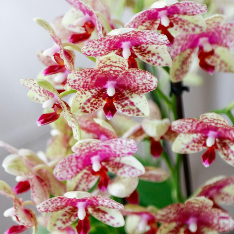Orange – Gelbe Phalaenopsis Orchidee – Grosseto – Ø9cm – Exotische Blühende Zimmerpflanze mit 2-3 kräftigen Trieben – Plant