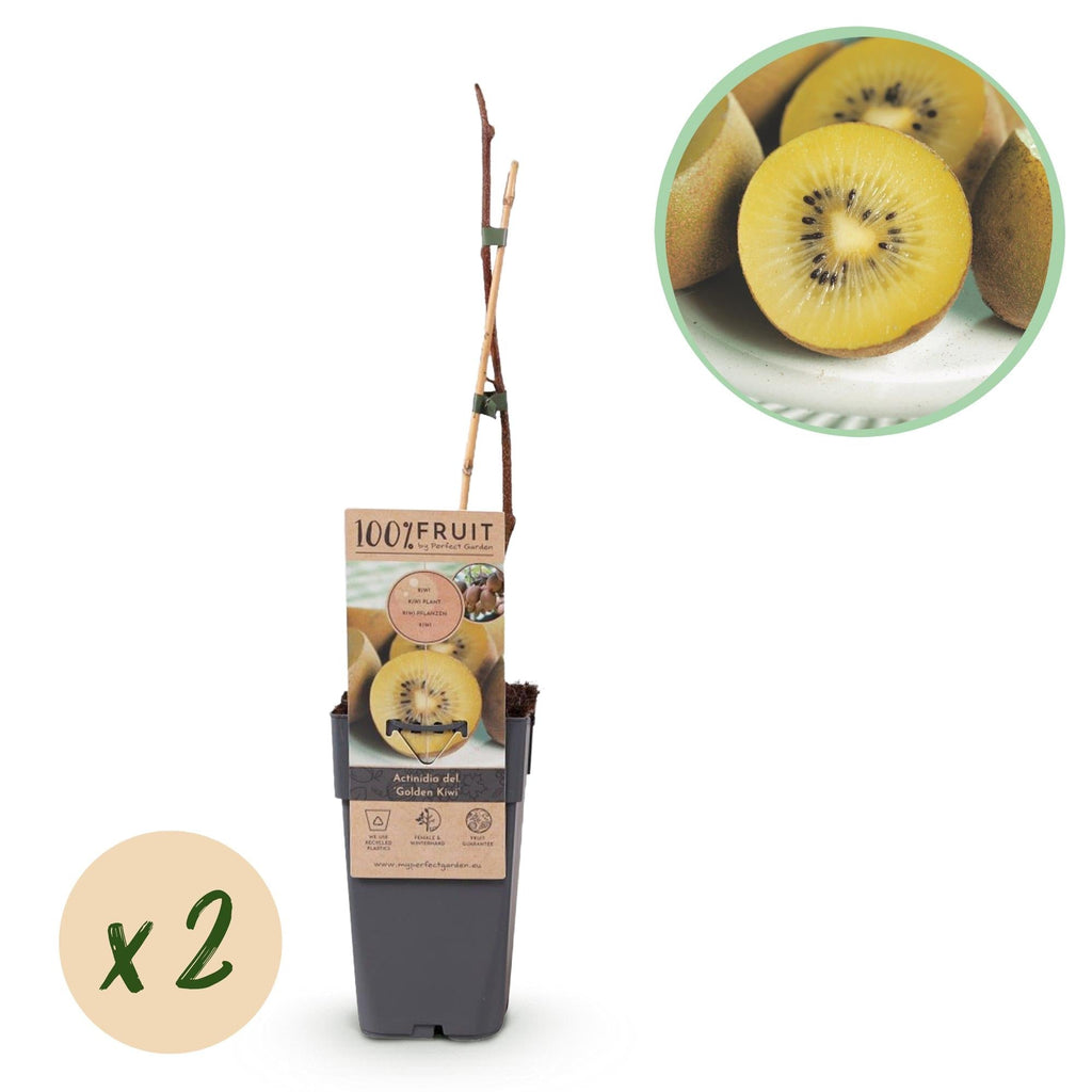 Actinidia deliciosa Golden Kiwi – 2 Obstpflanzen – Süße gelbe Früchte – Ø15cm Höhe 50cm – Einfach zu pflegen & vitaminreich – Plant