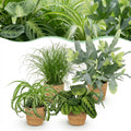 Zimmerpflanzen Mix 4er Set Chlorophytum Cyperus Phlebodium Maranta inkl. Naturkorb