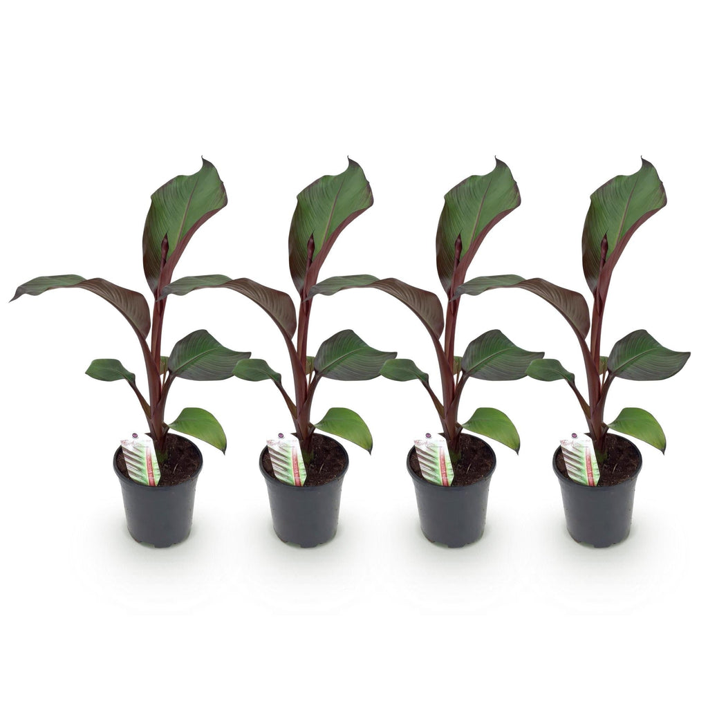 Bananenpflanze Ensete ventricosum Maurelli – Winterhart – Obstpflanze – Ø17cm, Höhe ca. 40cm – Plant