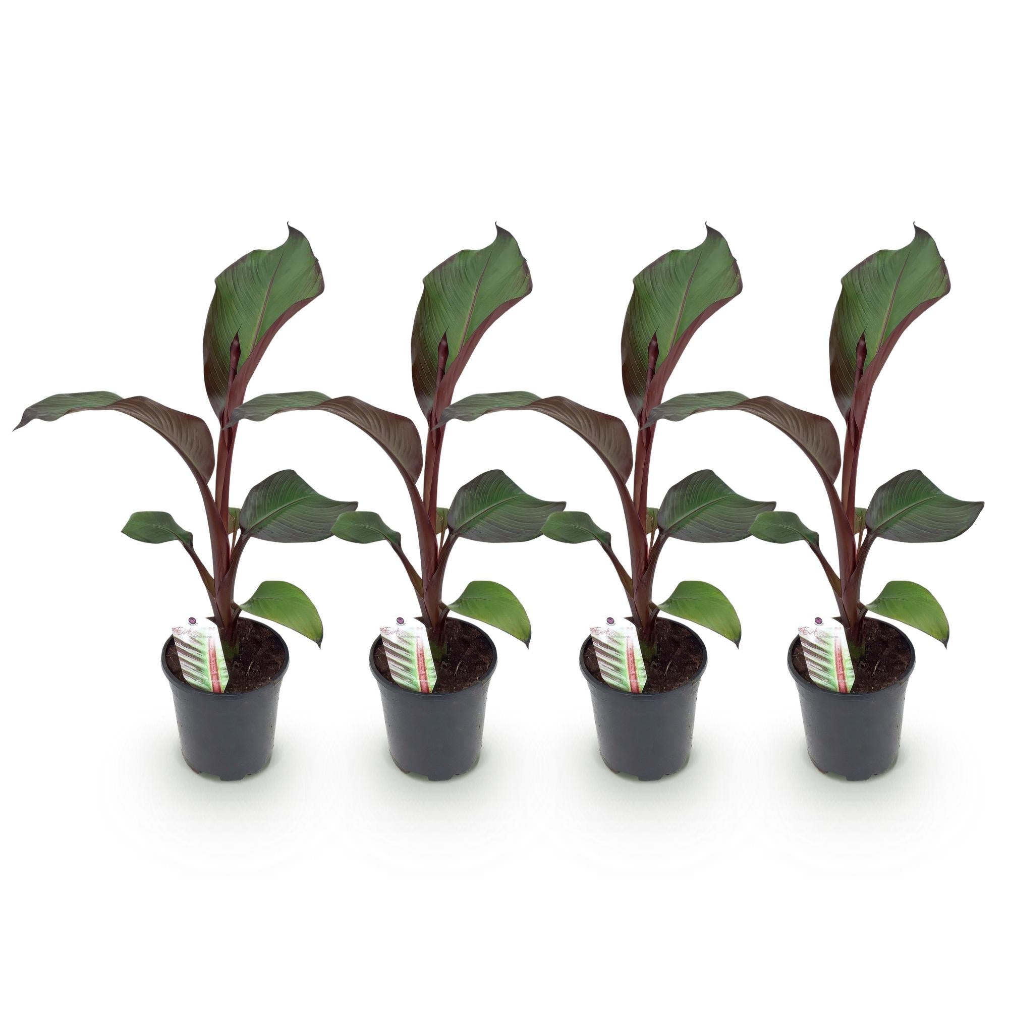 Bananenpflanze Ensete ventricosum Maurelli – Winterhart – Obstpflanze – Ø17cm, Höhe ca. 40cm – Plant
