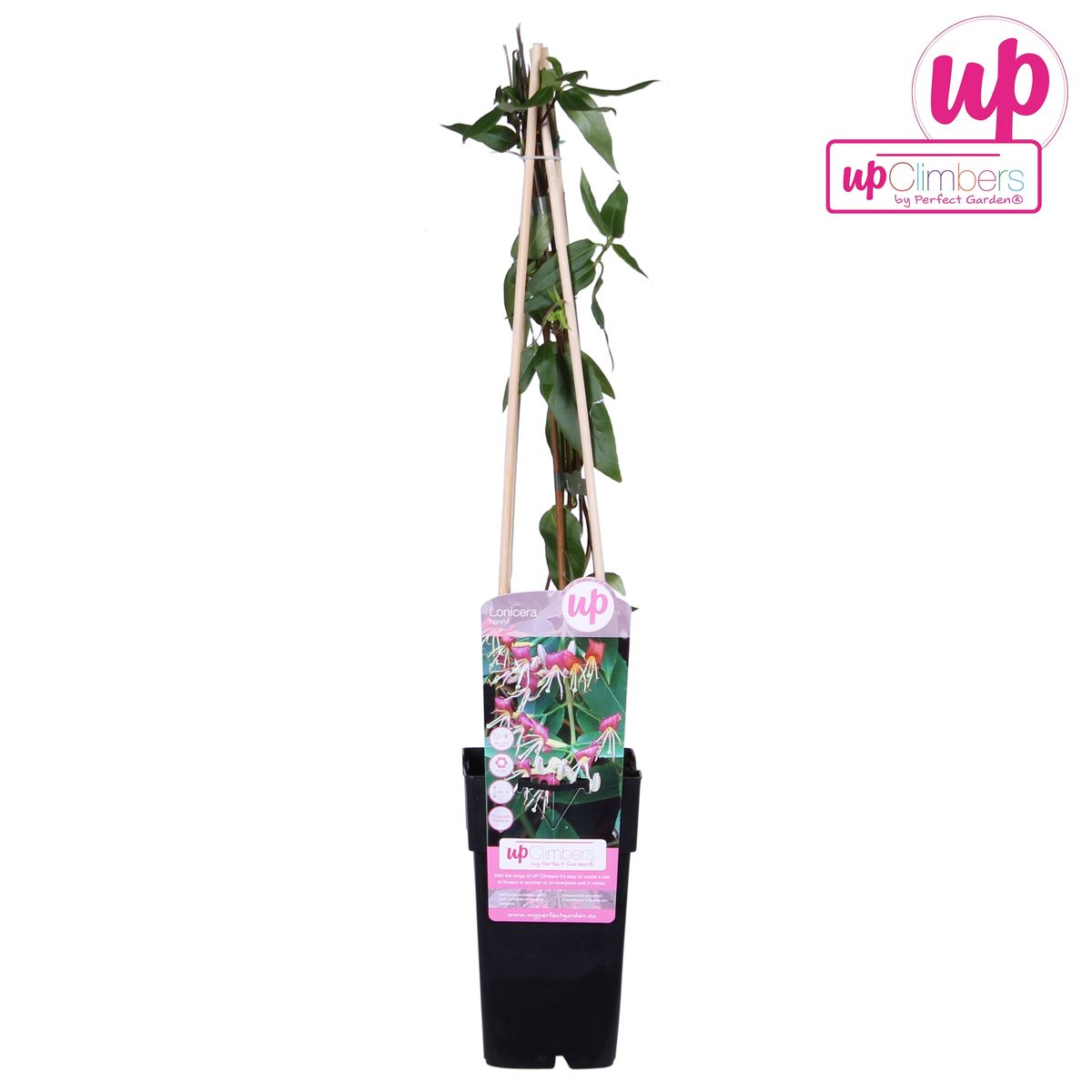 Geißblatt – Lonicera henryi – Immergrüne Kletterpflanze – Ø15cm – Höhe 65cm – Duftende Blüten für Garten, Terrasse & Balkon – Plant