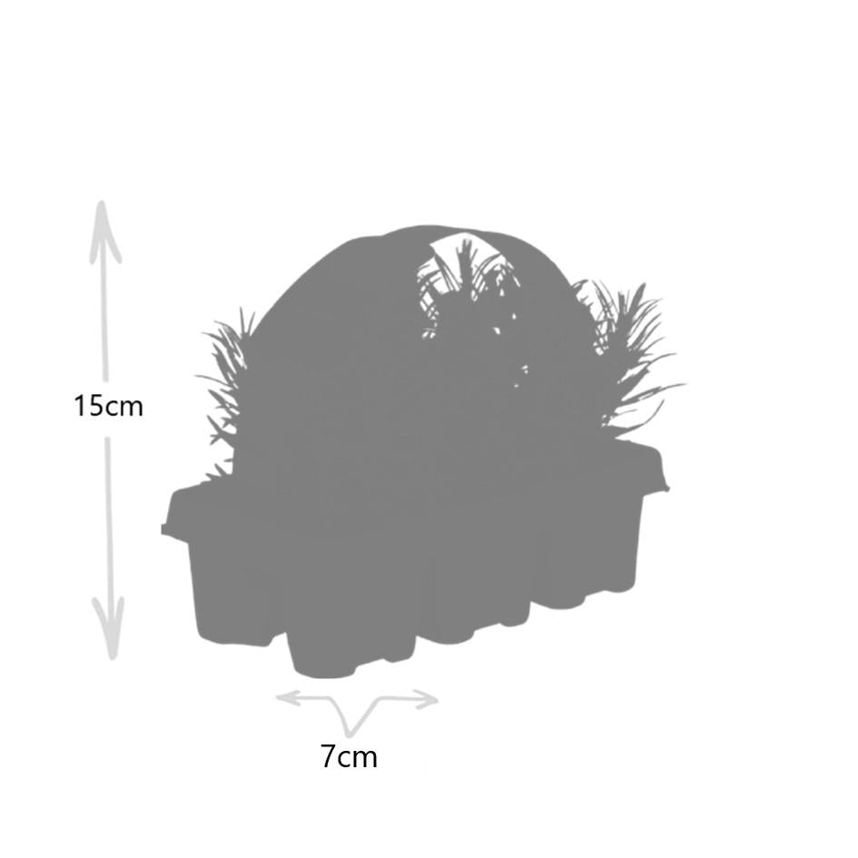 Echter Lavendel – Lavendel angustifolia – 6 Pflanzen – Ø7cm, ↕15cm – Duftend, Pflegeleicht & Winterhart – Für Garten, Balkon & Terrasse – Plant