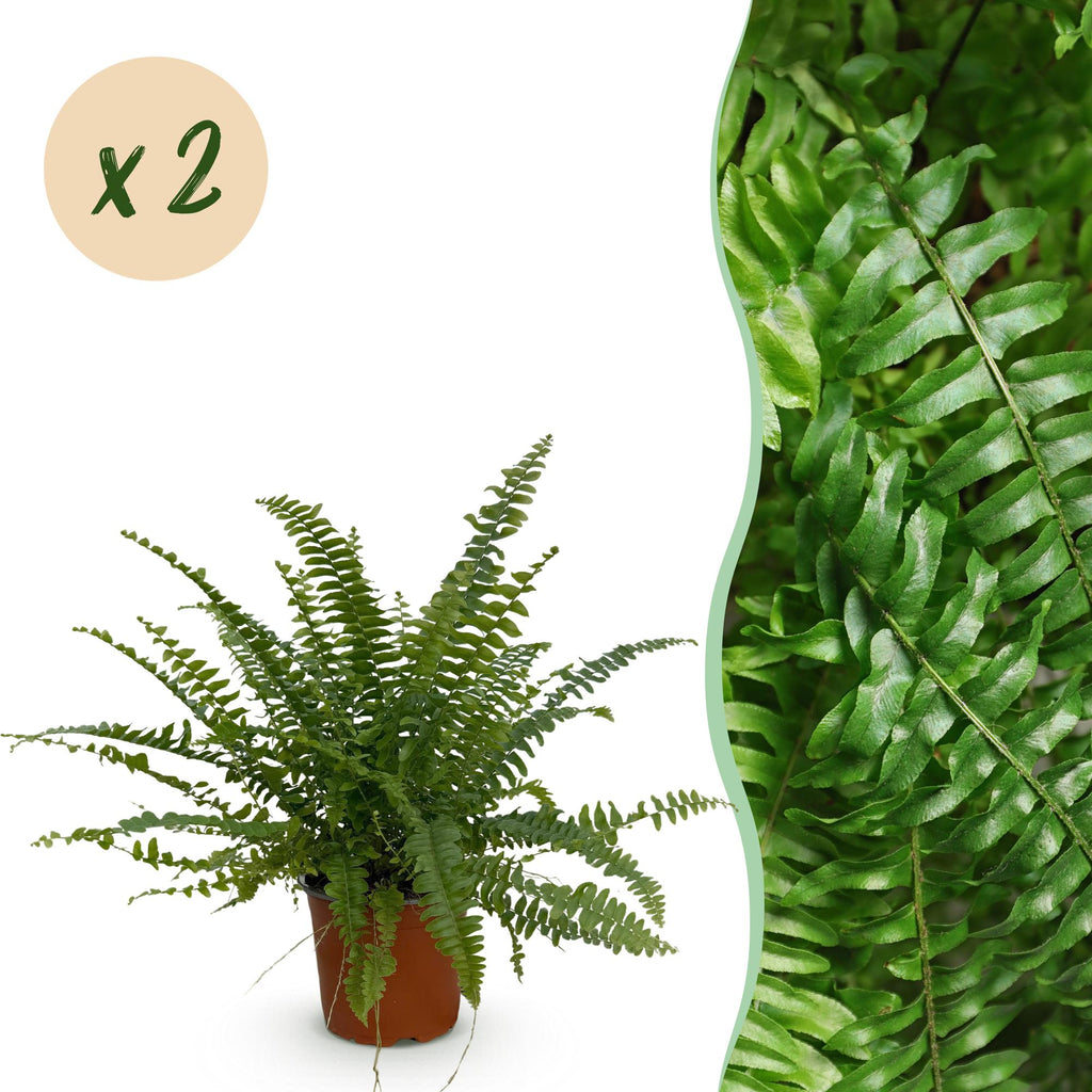 Nephrolepis exaltata Green Lady – 2 Pflanzen Set – Ø12cm Höhe 28-30cm – Schwertfarn mit üppigem Blattwerk – Haustierfreundliche Zimmerpflanze