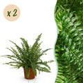 Nephrolepis exaltata Green Lady – 2 Pflanzen Set – Ø12cm Höhe 28-30cm – Schwertfarn mit üppigem Blattwerk – Haustierfreundliche Zimmerpflanze