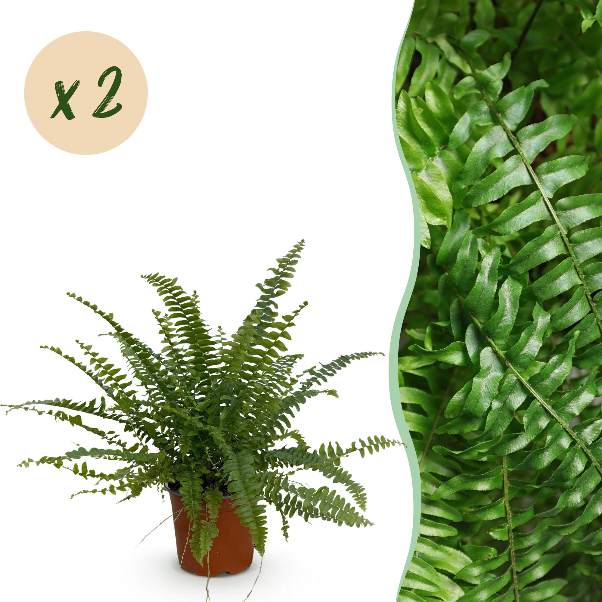 Nephrolepis exaltata Green Lady – 2 Pflanzen Set – Ø12cm Höhe 28-30cm – Schwertfarn mit üppigem Blattwerk – Haustierfreundliche Zimmerpflanze