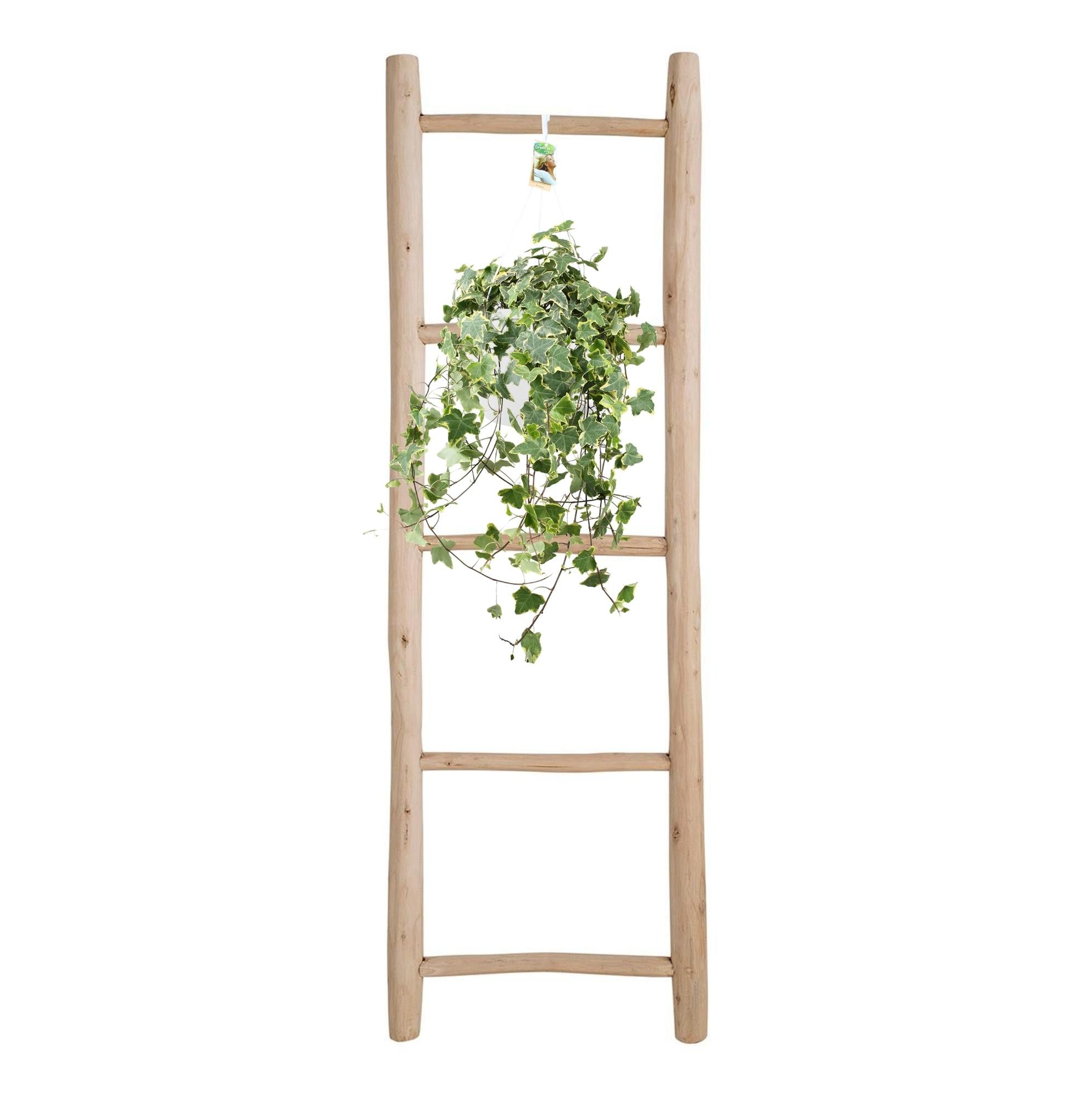 Efeu – Hedera Helix 'Gold Child' – Zimmerpflanze – Ø24cm – Höhe ca. 60cm – Hängend & Rankend – Luftreinigend – Pflegeleicht – Plant