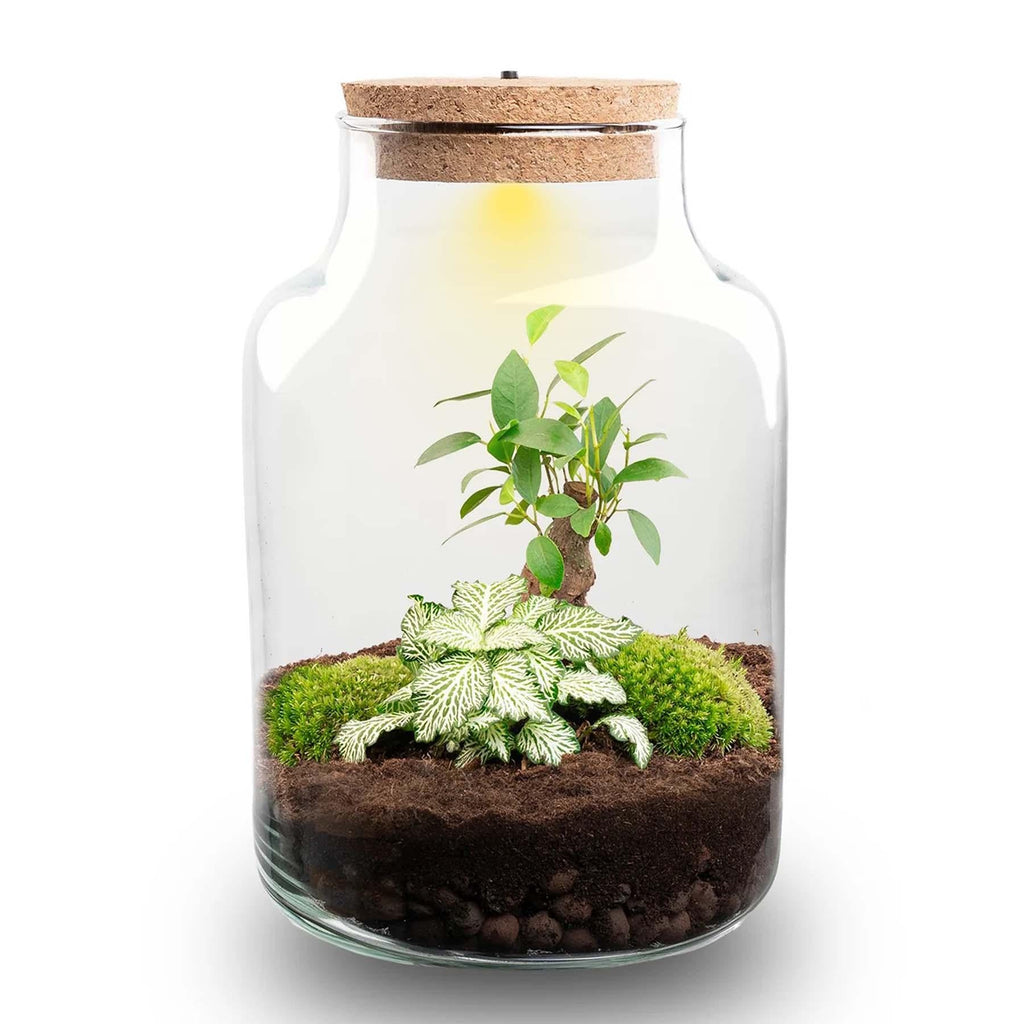 Flaschengarten DIY Bausatz – Terrarium Little Milky mit LED – Kork – Ø17cm x H25cm – Selbstversorgendes Mini – Ökosystem – Plant