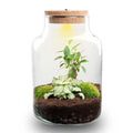 Flaschengarten DIY Bausatz – Terrarium Little Milky mit LED – Kork – Ø17cm x H25cm – Selbstversorgendes Mini – Ökosystem – Plant