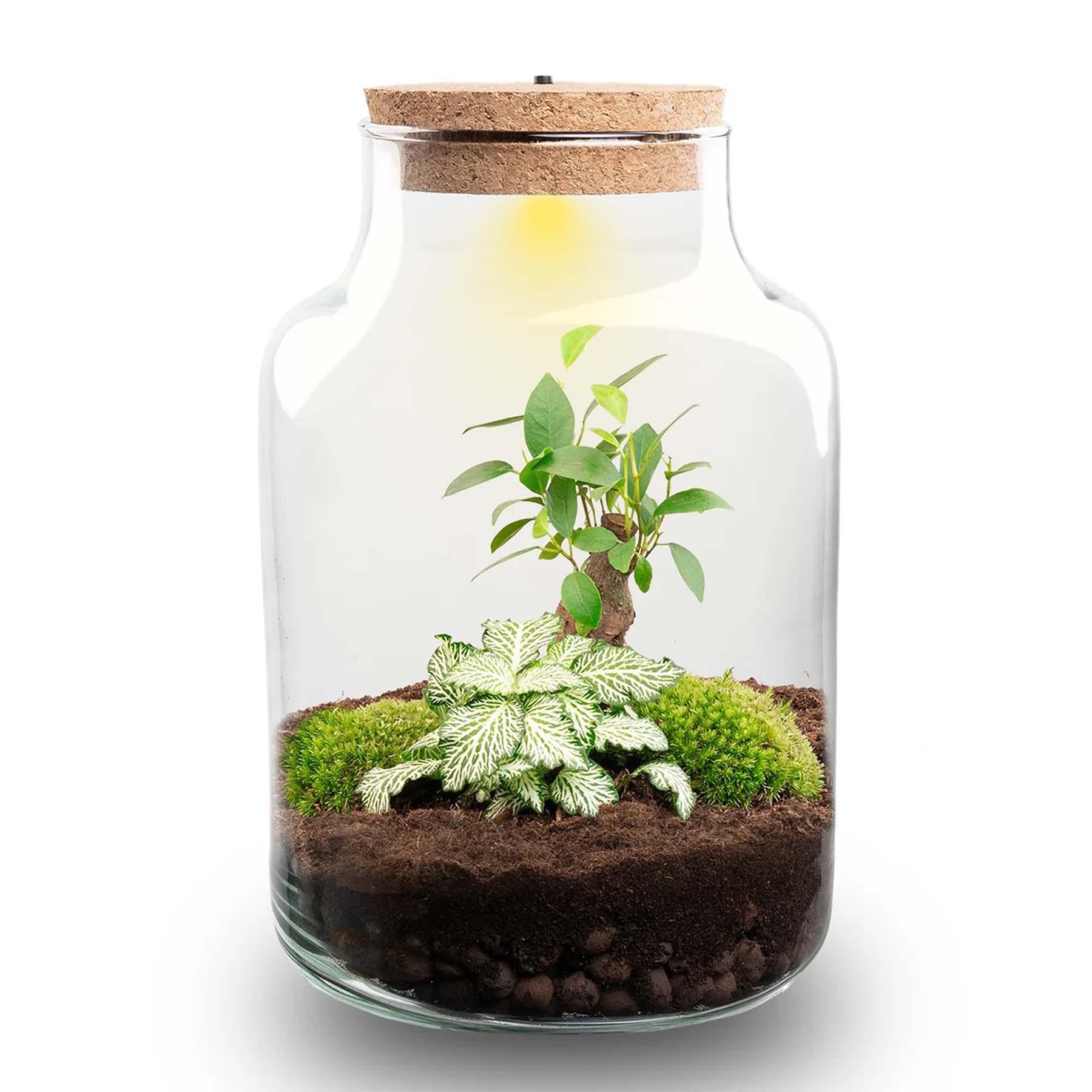 Flaschengarten DIY Bausatz – Terrarium Little Milky mit LED – Kork – Ø17cm x H25cm – Selbstversorgendes Mini – Ökosystem – Plant
