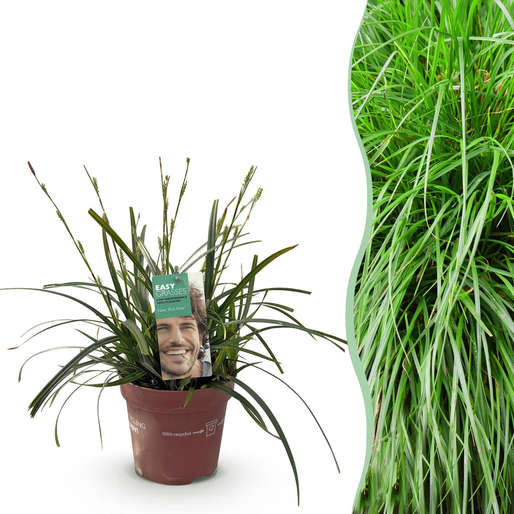 Ziergras Segge Carex oshimensis Intense Green – Intensiv Grün – Immergrün & winterhart – Höhe ca. 50cm – 17cm – Plant