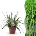 Ziergras Segge Carex oshimensis Intense Green – Intensiv Grün – Immergrün & winterhart – Höhe ca. 50cm – 17cm – Plant