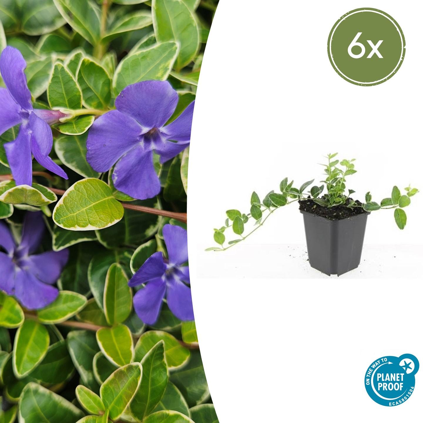 Kleinblättriges weißbuntes Immergrün Vinca minor Argenteovariegata – ↕10-25cm – Ø9cm – Bodendecker – Violette Blüten – Wintergrün – Plant